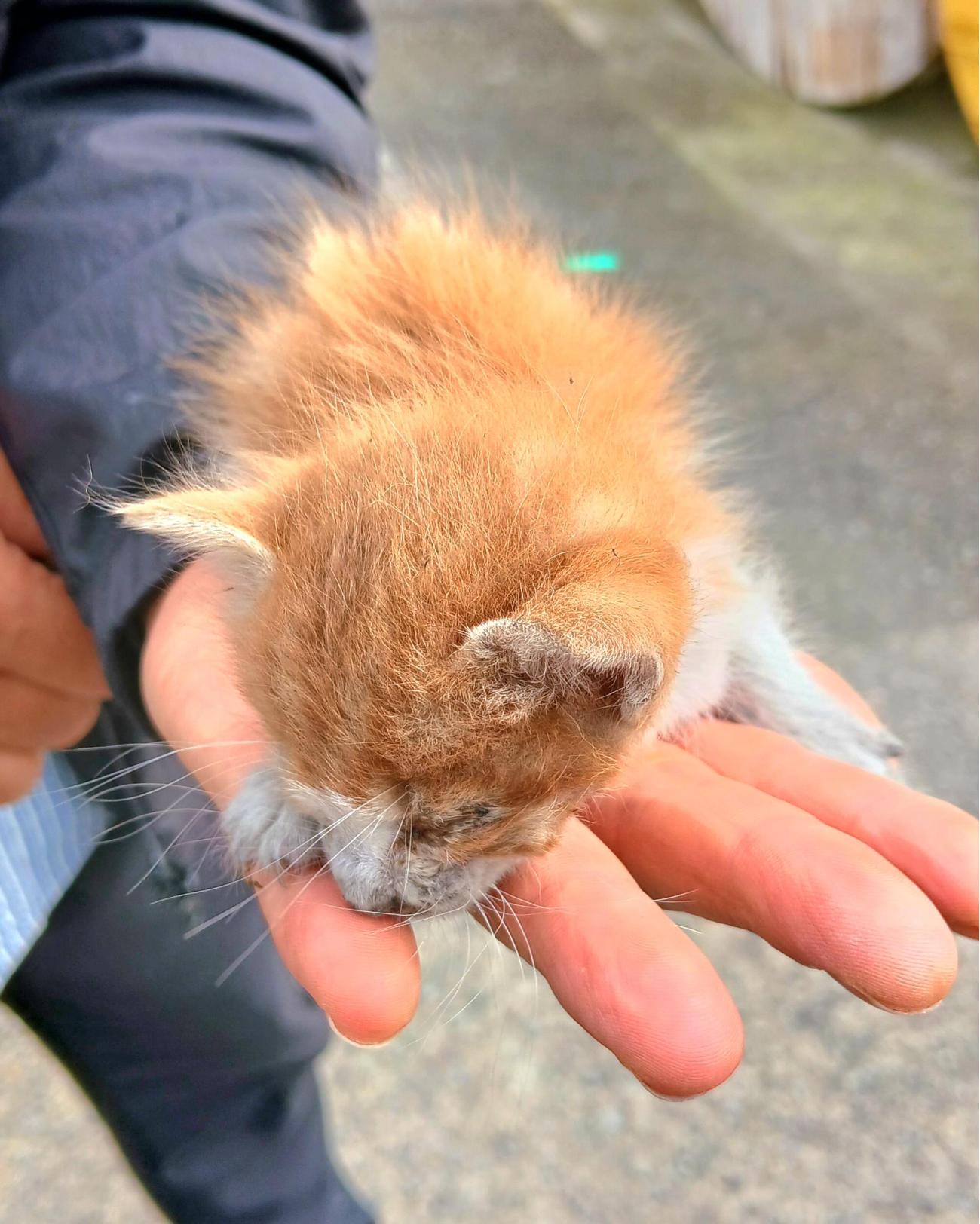 금왕동물병원_443447202501107